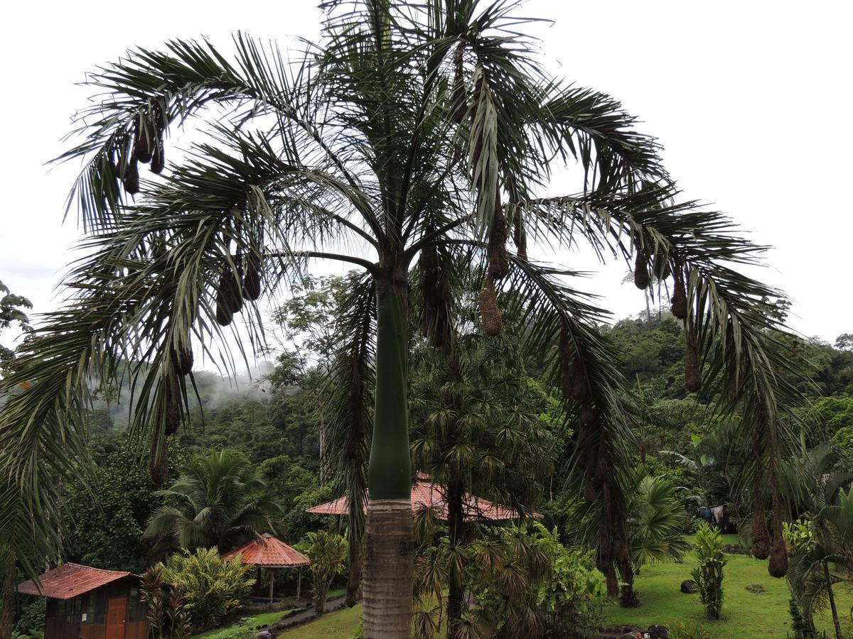 Pacuare River Lodge Bajo Tigre Εξωτερικό φωτογραφία